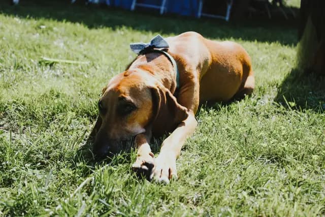The couple's brown hound lies in the grass wearing a bow tie